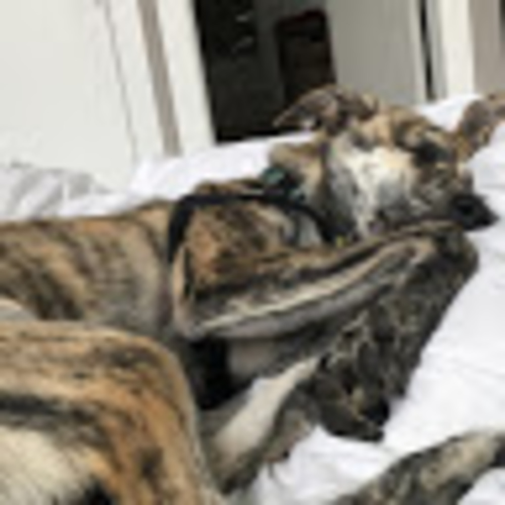 Meet your Posher, William